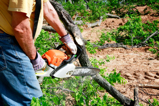 How Our Tree Care Process Works  in  Benson, UT